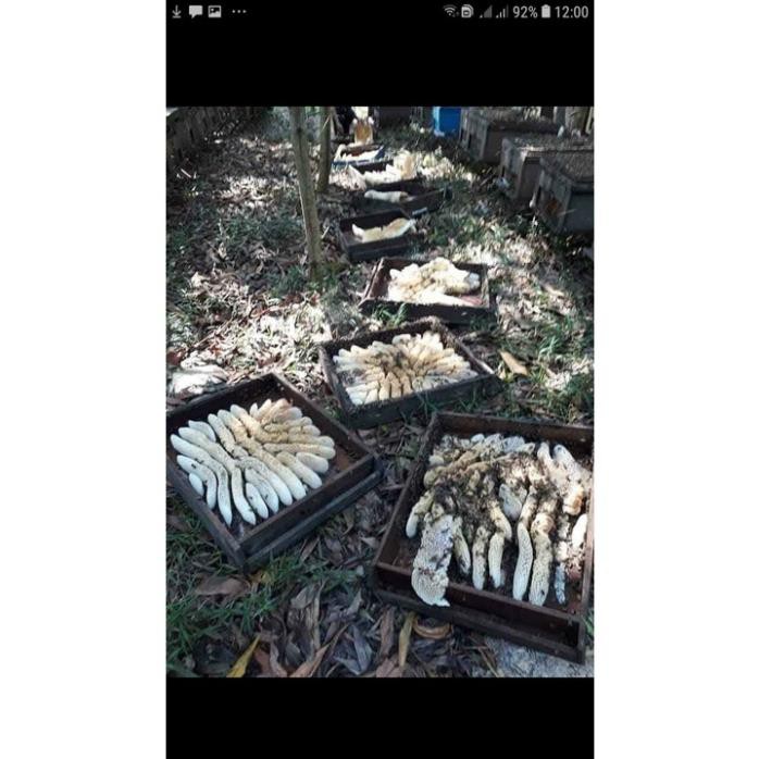 Mật ong Hoa Cà phê Daklak Nguyên chất 100% Đủ lít