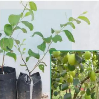 Cây giống táo lê Đài Loan - Táo Thái - cho trái to  vỏ mỏng, ăn giòn ngon và ngọt - Trang Flower