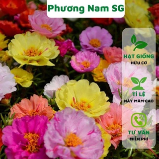 Hạt giống hoa mười giờ mỹ kép Phương Nam 500H, dễ trồng, tỉ lệ nảy mầm cao