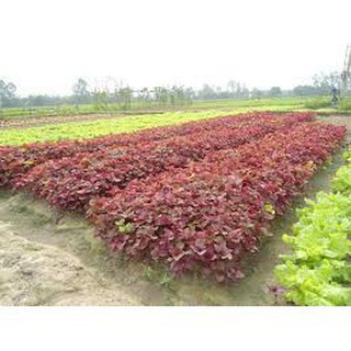 GÓI 10 GRAM HẠT GIỐNG RAU DỀN ĐỎ (HT)