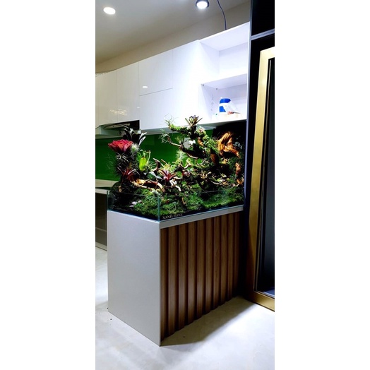 rêu wepping, rêu trải nền hồ bán cạn, tường rêu, terrarium