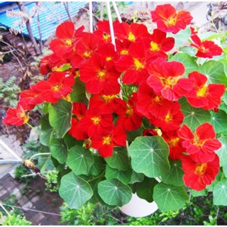 Hoa Sen Cạn Lùn (5 hạt)