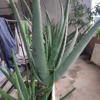 CÂY NHA ĐAM GIỐNG MỸ TRƯỞNG THÀNH .