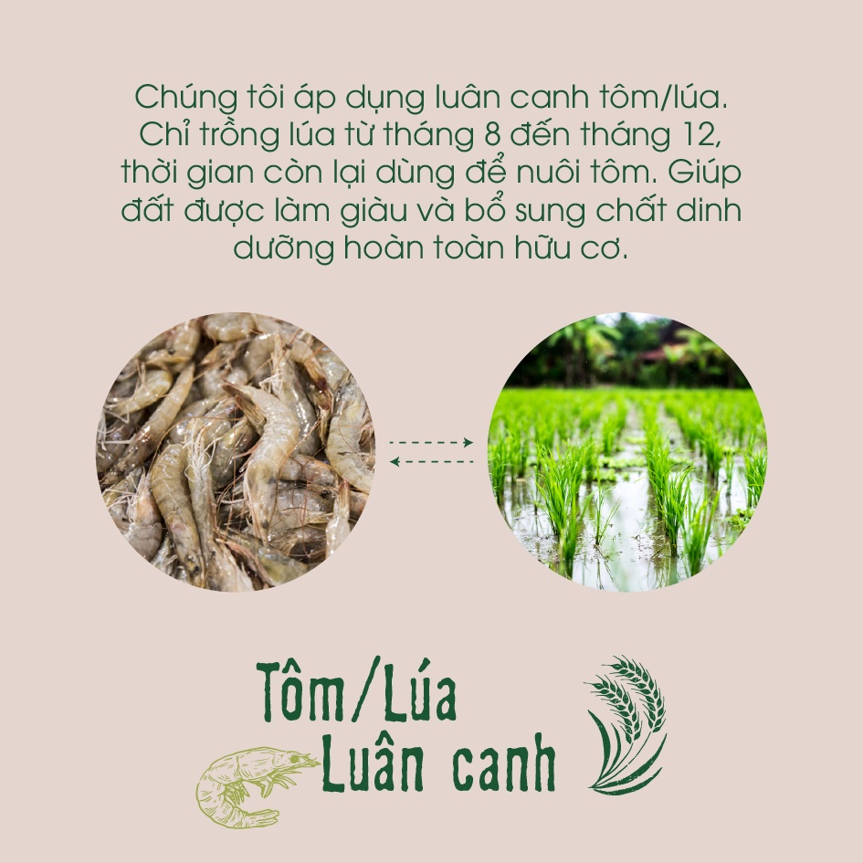 Gạo hữu cơ cao cấp/ECOBA Ngọc Mễ 1kg