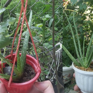 Cây giống Nha Đam Việt Nam tại Đà Nẵng