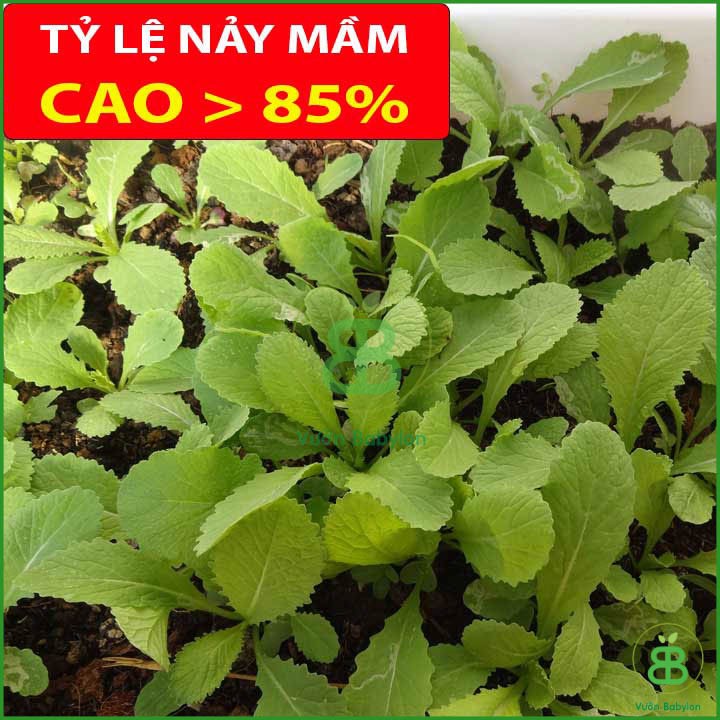 Hạt Giống Cải Bẹ Xanh Ăn Non 20Gr Năng Suất Cao, Nhanh Thu Hoạch