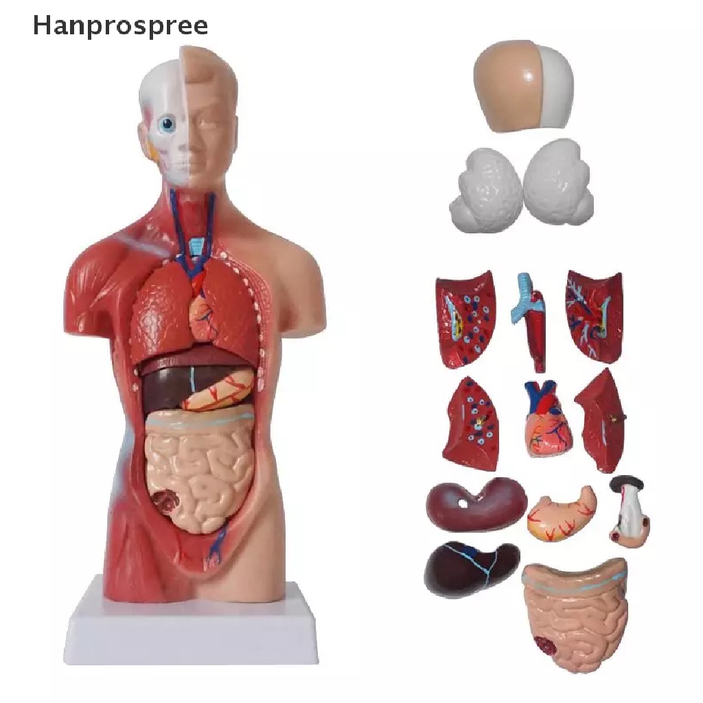 Hanprospree> Unisex Human Torso Body Anatomy Anatomical Model Internal Organs Skeleton System well
