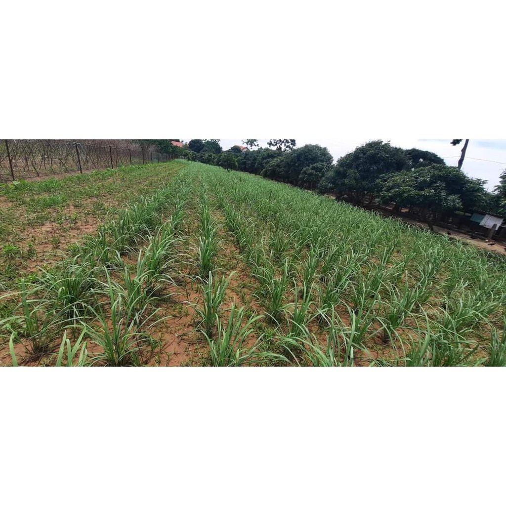 Tinh dầu Sả, quế, tràm, bạc hà chưng cất thủ công dung tích 20ml (cam kết 100% tự nhiên)