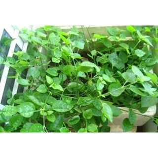cây ngót nhật 10 cây /29k