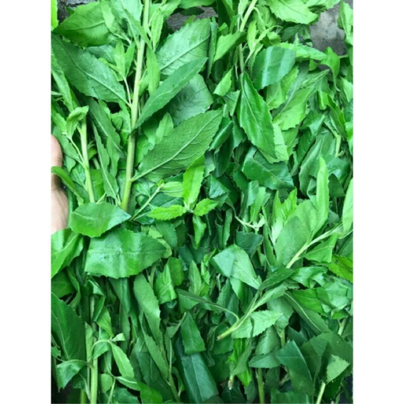 Cúc  tần  tươi