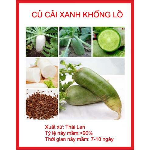 hạt giống củ cải xanh khổng lồ -củ cải đường 50 hạt