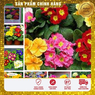 Hạt Giống Hoa Báo Xuân -50 hạt