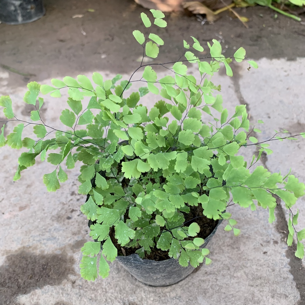 Cây tóc thần vệ nữ size nhỏ bán kính 20cm, cây cảnh đẹp mang lại may mắn, trồng nội thất và sân vườn