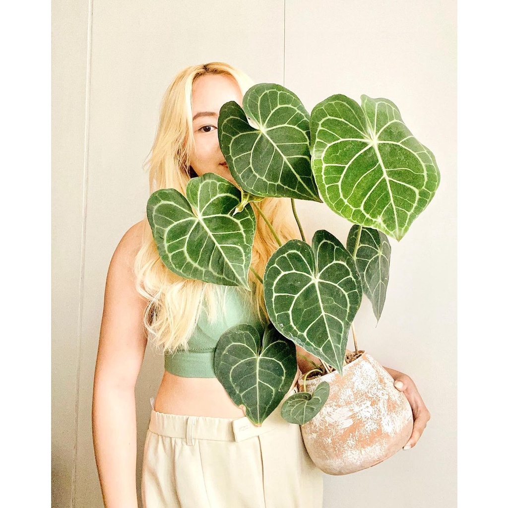 GIÁ LẺ NHƯ GIÁ SỈ - Cây Anthurium Clarinervium, Cây Mini Anthurium Clarinervium, Cây Lá Tim Anthurium Clarinervium