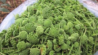 TRÀ NỤ HOA TAM THẤT