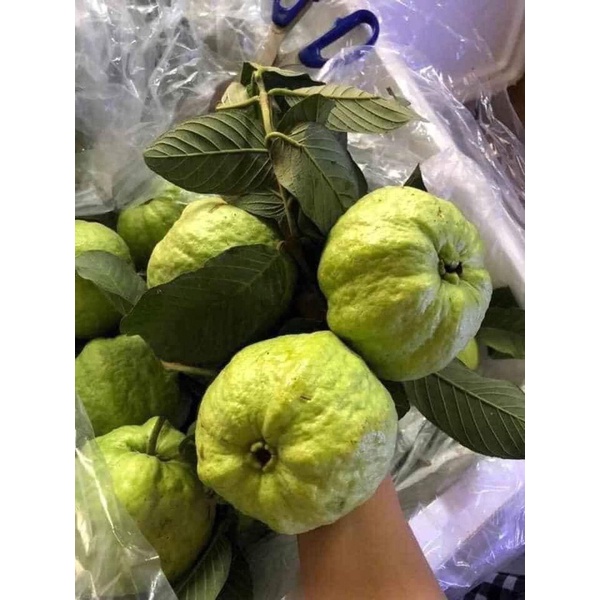 Combo 3kg trái cây bất kỳ chôm chôm chôm thái, ổi nữ hoàng, cam sành vĩnh long, nhãn thái ido.