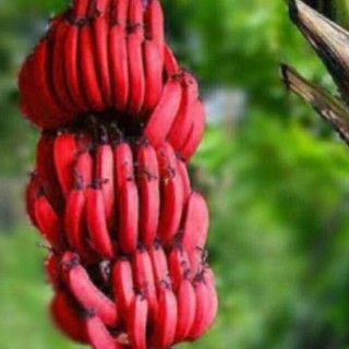 Com bo 3 Cây Chuối Đỏ