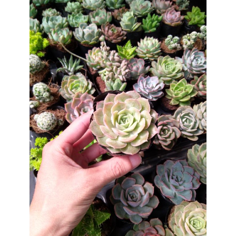 5 bầu sen nhỏ 5-8cm mix đủ loại 🌵FREESHIP🔥Đã thuần khí nóng🌟  Hư 1 đổi 1