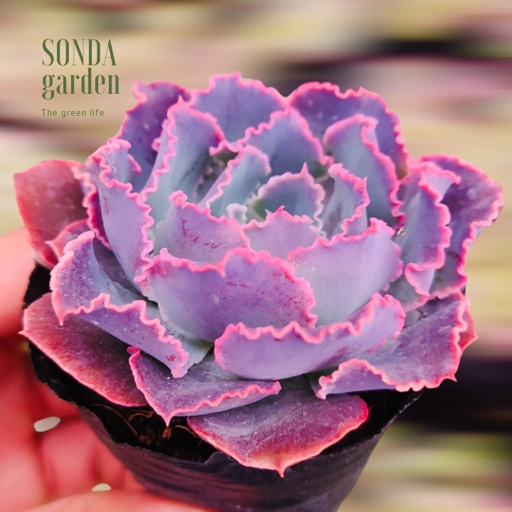 Sen đá bắp cải aurora purple SONDA GARDEN size bé 5-8cm, xuất xứ Đà Lạt, khoẻ đẹp, lỗi 1 đổi 1