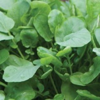 800h Hạt Giống Cải Xoong Miền Núi Upland