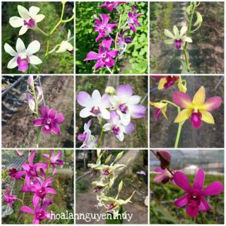 Hoa Lan Dendro màu sổ đang nụ hoa lỗi lá nhẹ