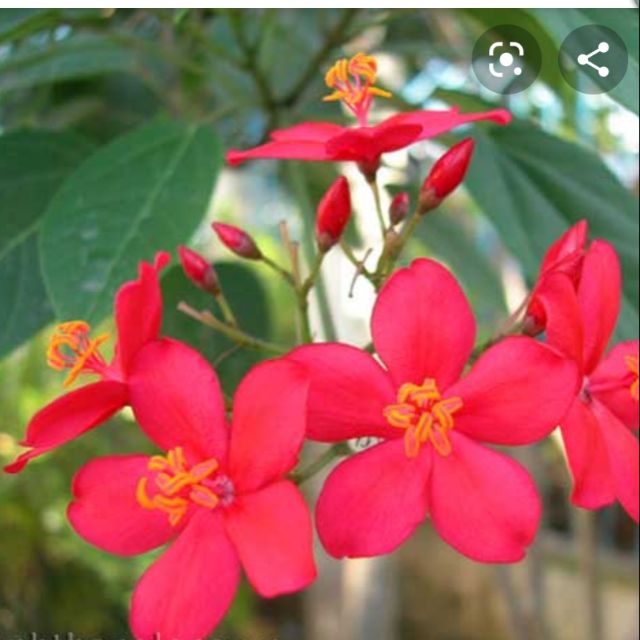 Cây hồng mai ( Nhất chi mai)