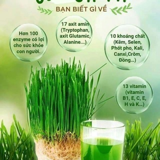 5 LẠNG HẠT GIỐNG MẦM LÚA MẠCH - CỎ LÚA MỲ