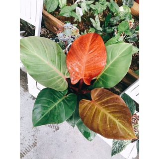 Philodendron Mccolley’s Final