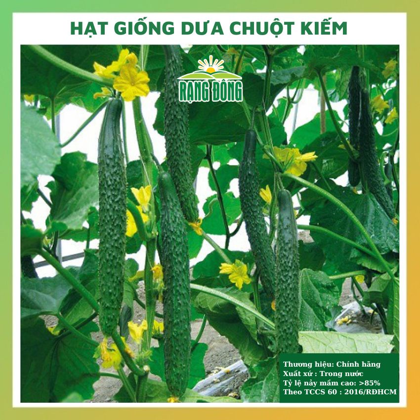 Hạt giống dưa leo Nhật (dưa chuột kiếm) rau củ quả chịu nhiệt 4 mùa tỉ lệ nảy mầm cao 0,5g GAIGA 0355