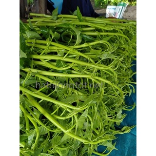 Hạt giống rau muống siêu ngọn 500gam