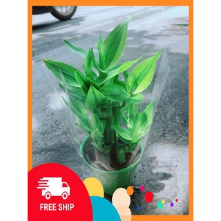 Chậu Trúc Phát Tài