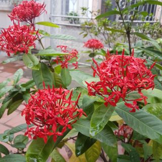 Cây giống hoa mẫu đơn đỏ ta bông to