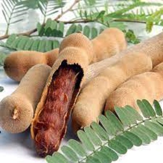 CÂY GIỐNG ME THÁI SIÊU NGỌT [ THỰC SINH SIÊU QUẢ ].