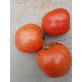 cây giống cà chua