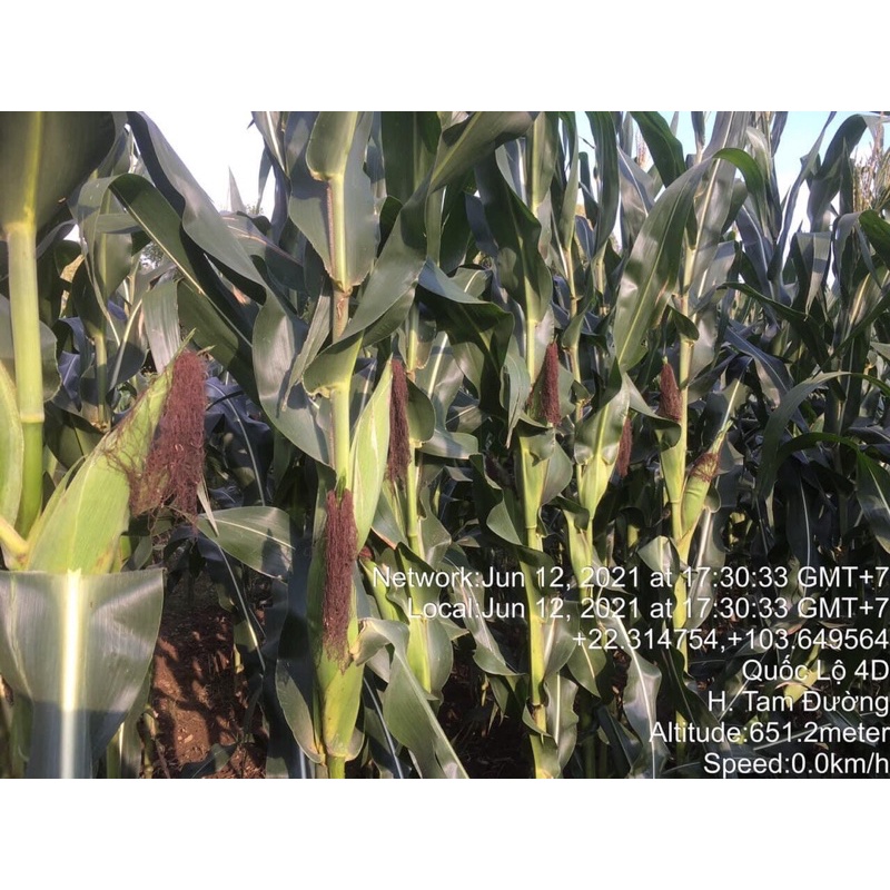 🌽 GIỐNG NGÔ LAI F1 CP111 Gói 1KG