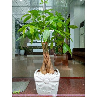 Cây Kim Ngân Xoắn Cây phong thủy