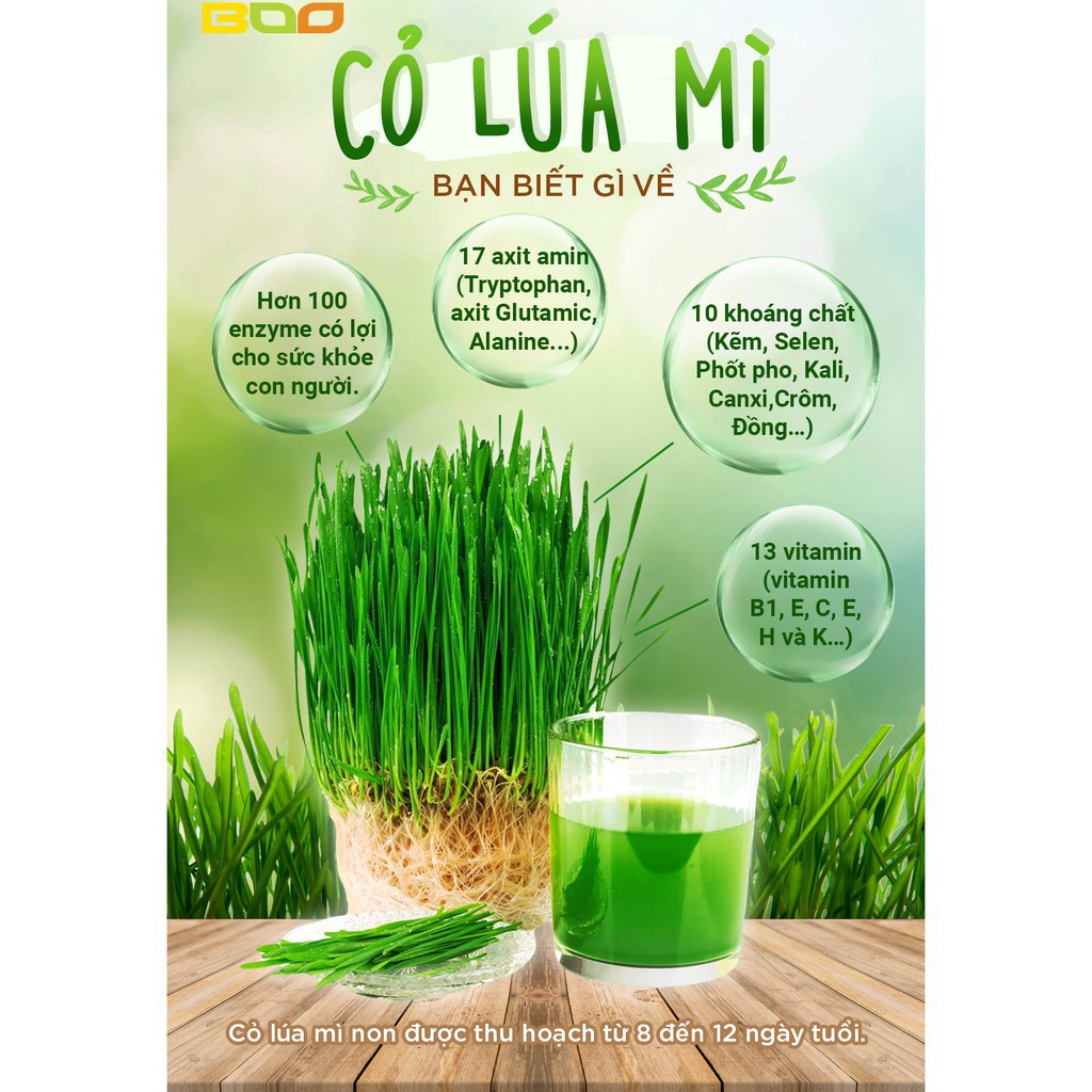 Bột Cỏ Lúa Mì Dalahouse 50g - Đơn hàng từ 150k trở lên được tặng 1 Tai Nấm Linh Chi loại 1