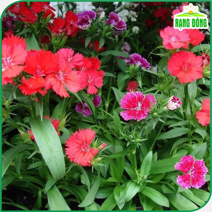 Hạt giống Hoa Cẩm Chướng Đơn Nhiều Màu, Dễ Chăm Sóc, Thích Hợp Trồng Chậu - Hạt giống Rạng Đông