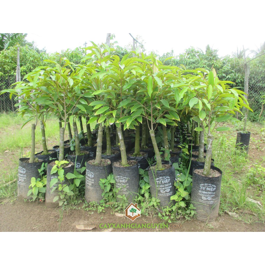 Cây Giống Sầu Riêng Thái Ghép Chuẩn Cao Trên 70cm tặng 2 cây chè xanh
