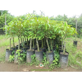 Cây Giống Sầu Riêng Thái Ghép Chuẩn Cao Trên 70cm tặng 2 cây chè xanh