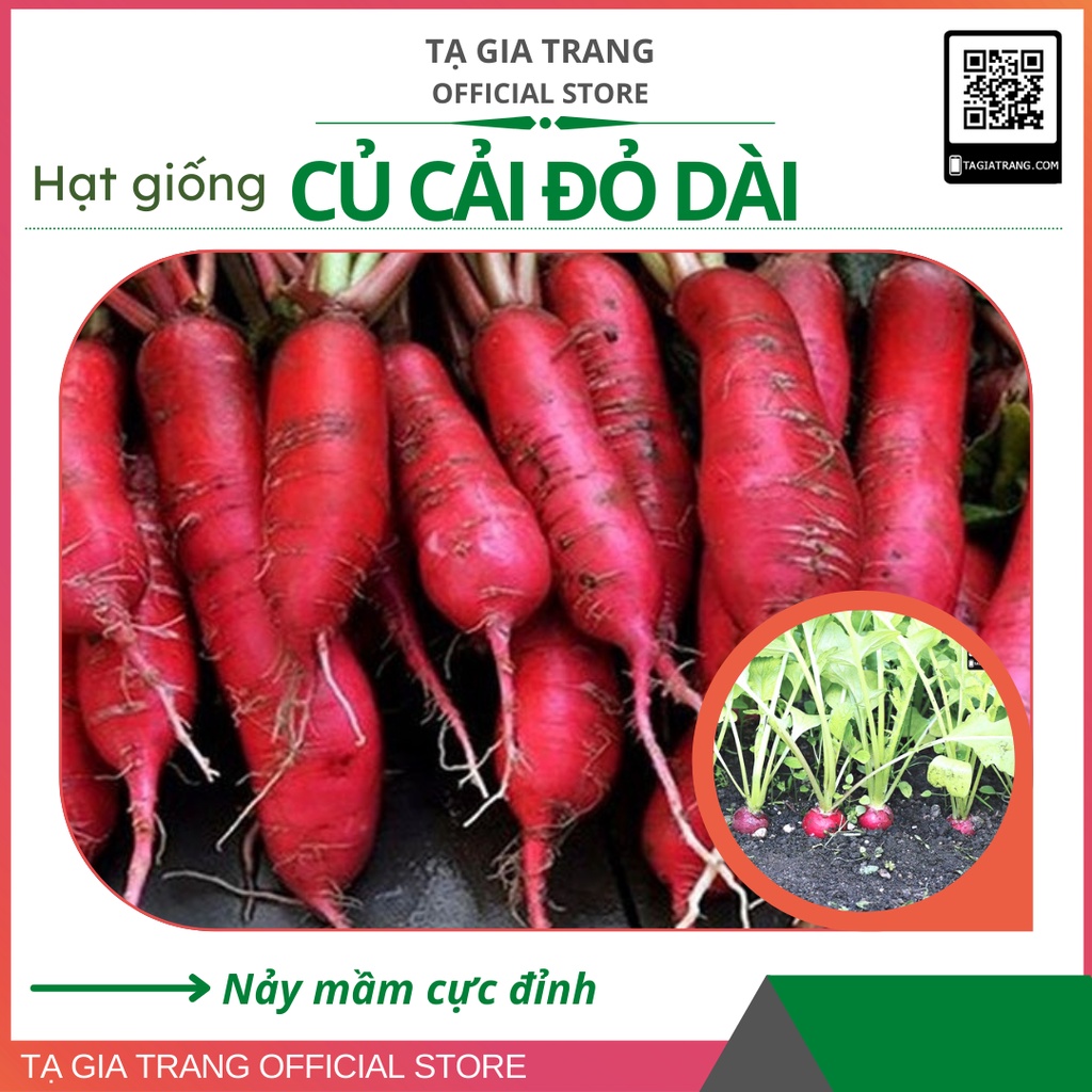 Hạt giống củ cải đỏ dài – Gói 1g