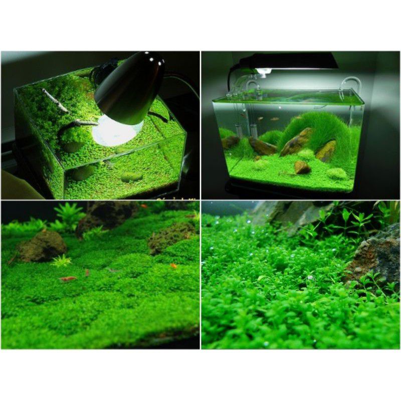 Gói hạt giống thủy sinh Trân Châu Ngọc Trai 2gram - phụ kiện trang trí, trải nền hồ thủy sinh cá tép cảnh