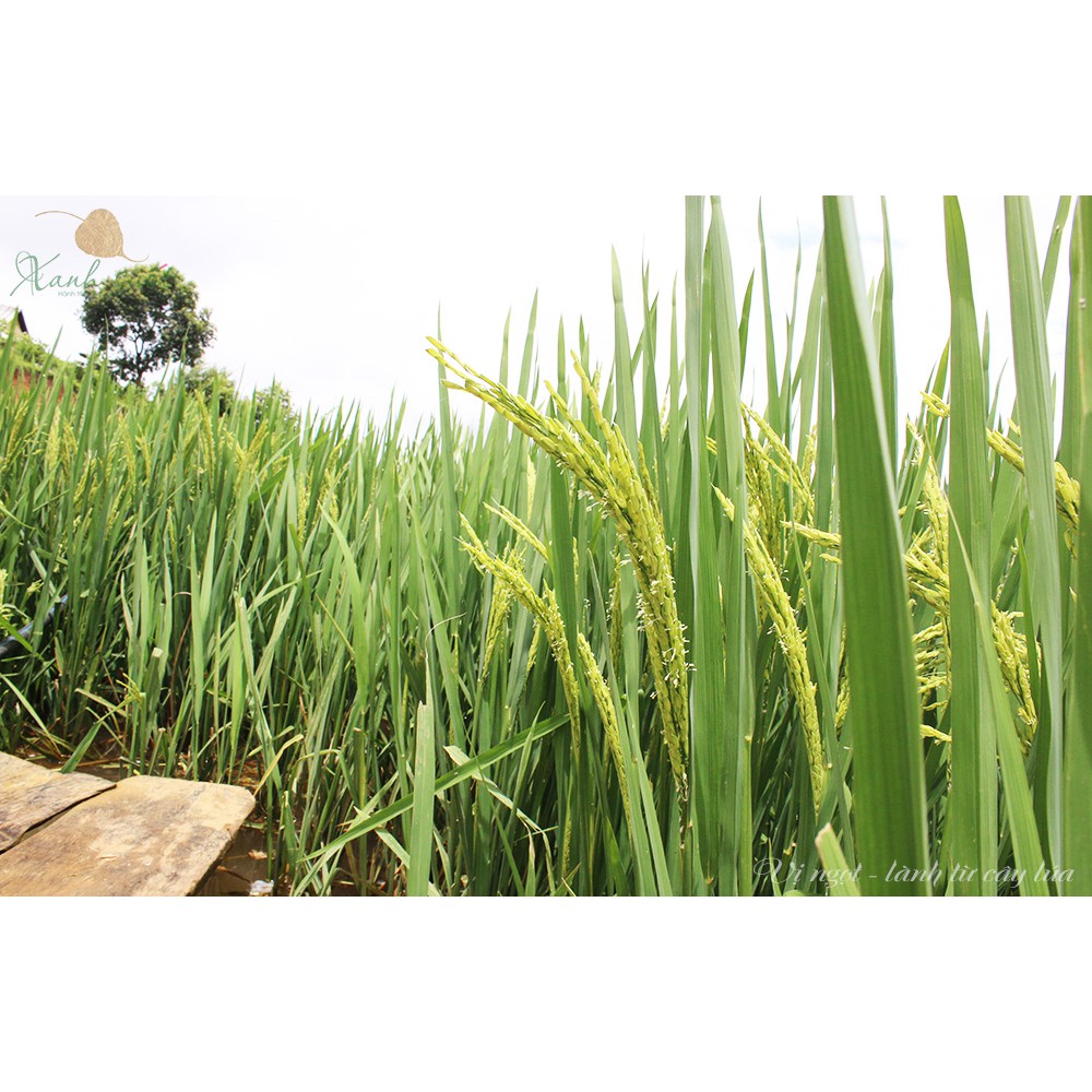 [Nhân Thùy] Mạch Nha Nhân Thùy- Dạng đặc - Rice Malt Syrup Orginal
