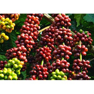 500GR CÀ PHÊ NGUYÊN CHẤT RANG MỘC ARABICA + ROBUSTA | NUTFARM ĐÀ LẠT | CÀ PHÊ PHIN