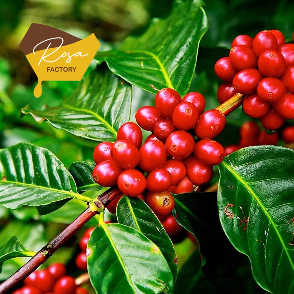 [GÓI 1 KG] Cà Phê Bột Robusta 100% nguyên chất rang mộc - đậm đắng chuẩn Việt - thơm ngon - hậu ngọt - ROSA FACTORY