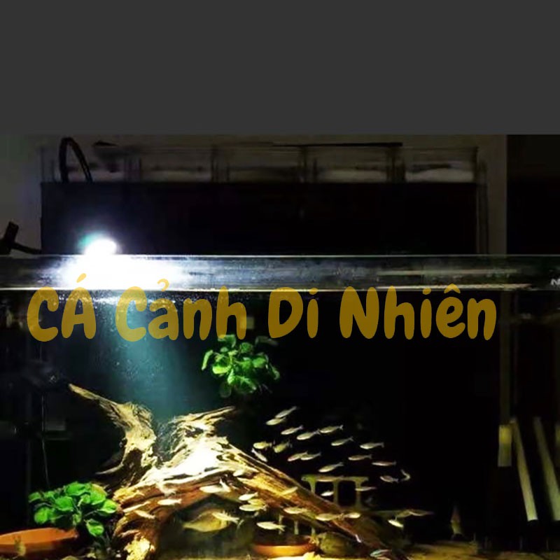 Đèn led thủy sinh kẹp thành rọi hồ cá BIOTOP E-230 5W