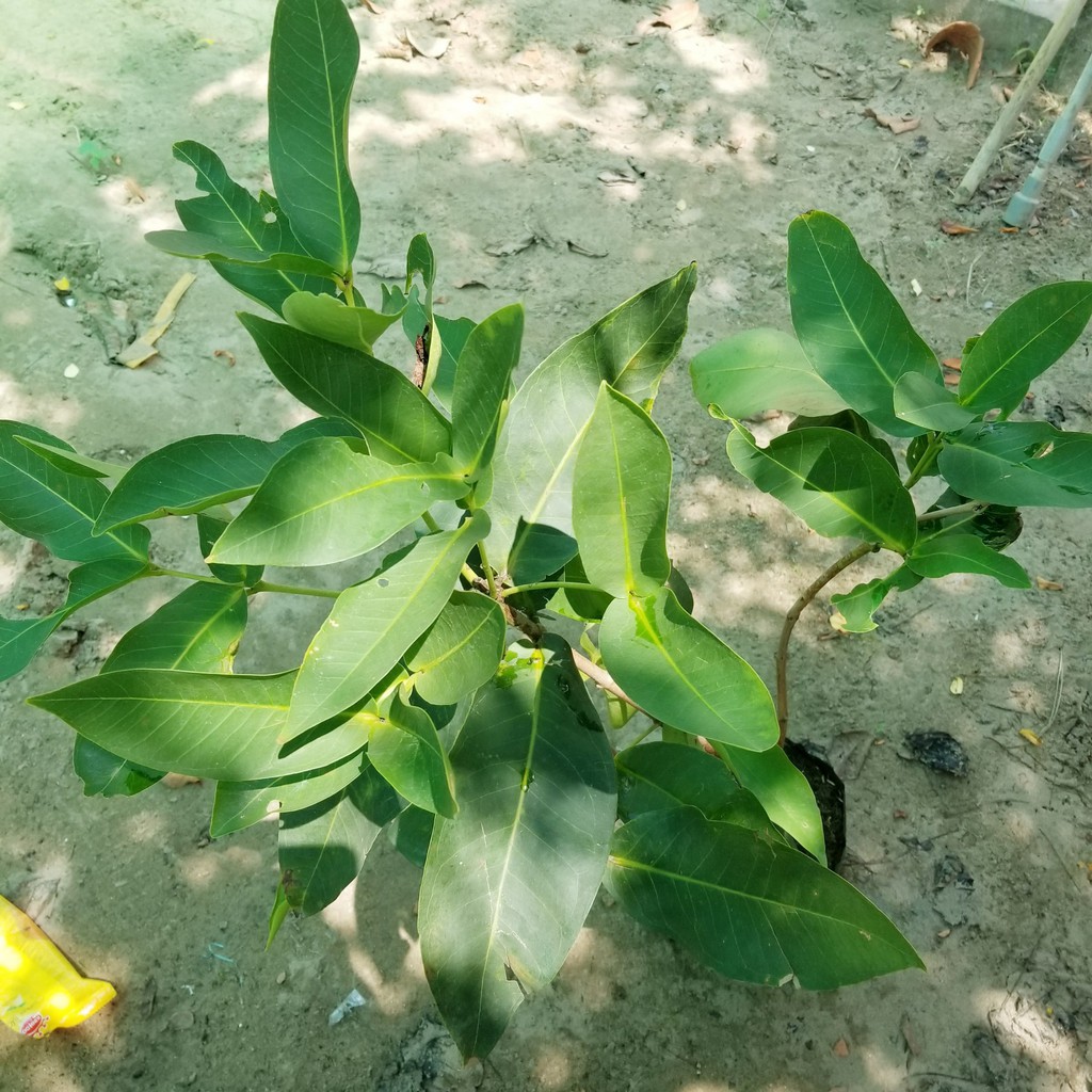 Cây Giống Mận Xanh Đường _Roi Xanh Đường loại trái to__cao 80-100cm khỏe đẹp