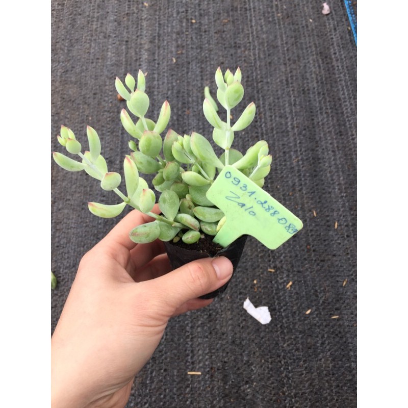 cây sen đá sỏi dây