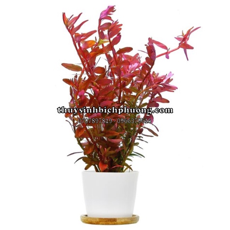 ROTALA COLORATA - VẨY ỐC ĐỎ 3 LÁ - CÂY THỦY SINH MÀU ĐỎ SIÊU XINH