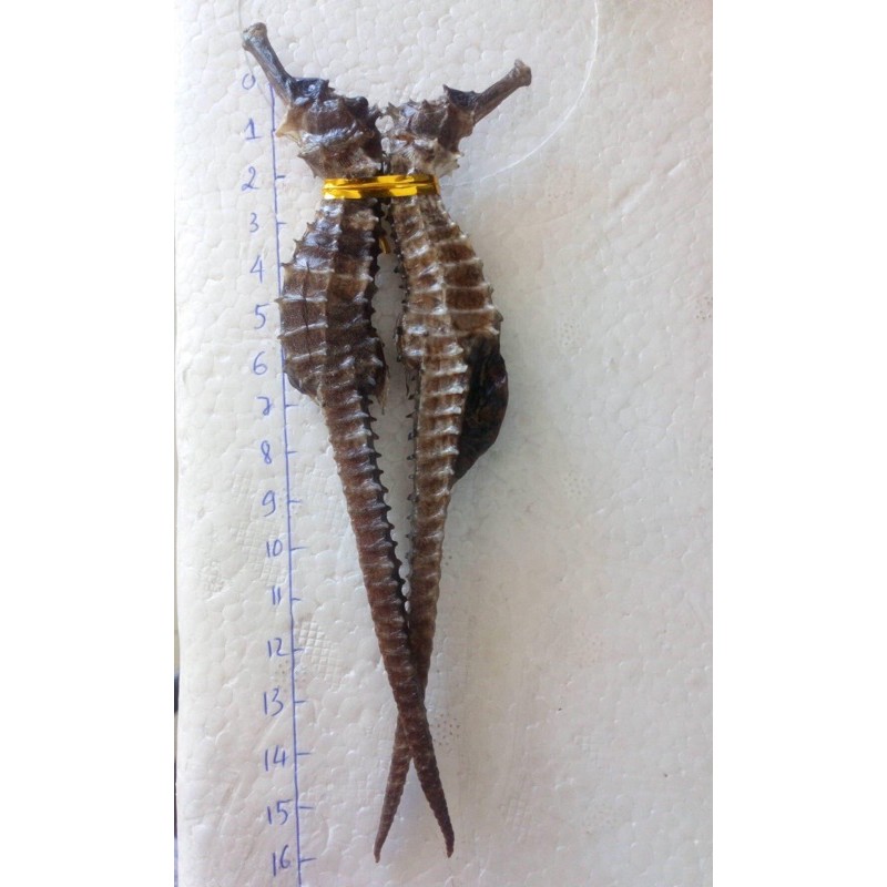 Cá ngựa chúa ngâm rươu 15-16cm